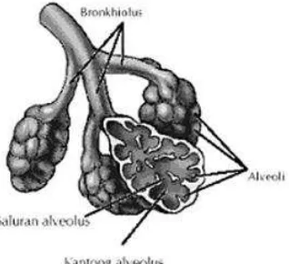Gambar 2.3. Alveolus  