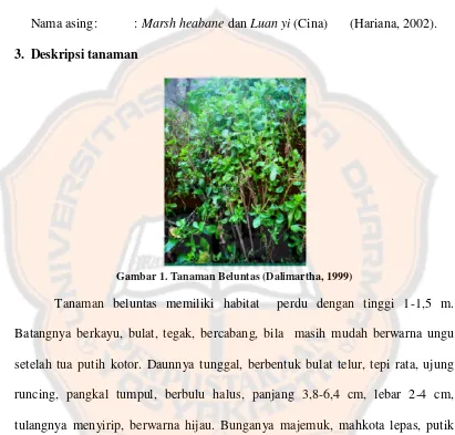 Gambar 1. Tanaman Beluntas (Dalimartha, 1999) 