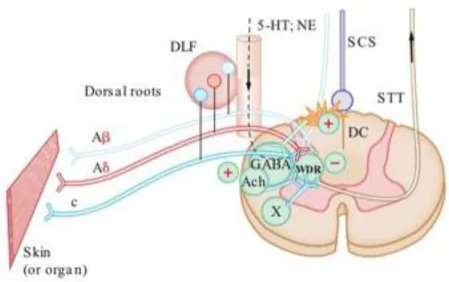 Şekil 2. 1. Sinaptik nöron(14) 