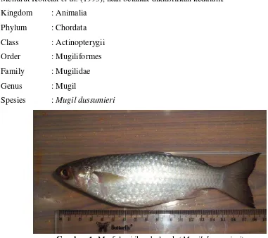 Gambar 1. Morfologi ikan belanak (Mugil dussumieri) 