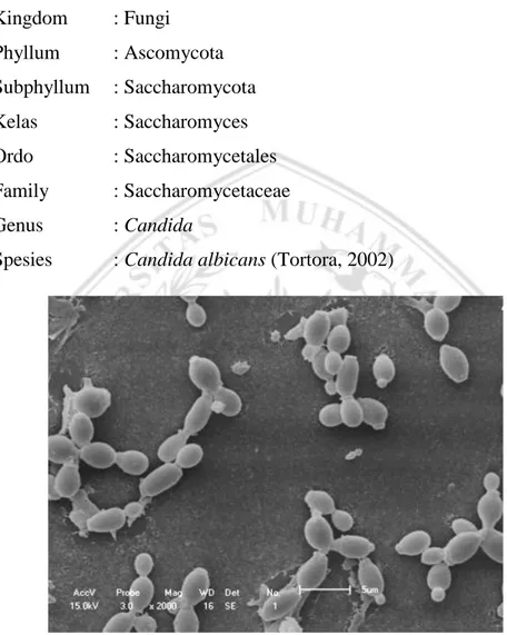 Gambar 2.2 Candida albicans (Fiorini, 2016)  2.2.2.  Morfologi  