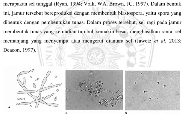 Gambar  2.3    Bentuk  Candida  albicans.  A:  Blastokonidia  (blastospora)  dan  pseudohifa  dalam  eksudat