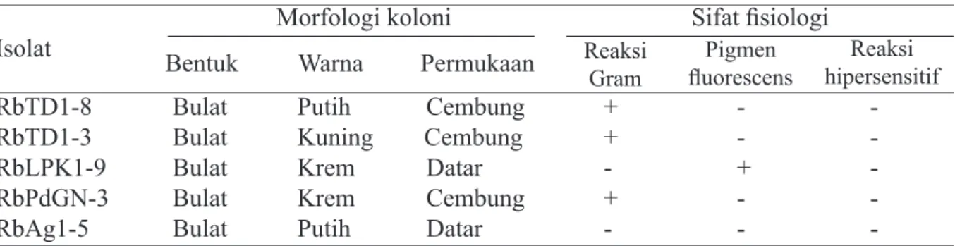 Tabel 1  Karakter morfologi dan fisiologi isolat rizobakteria asal tanaman cabai dari daerah  Sumatera Barat