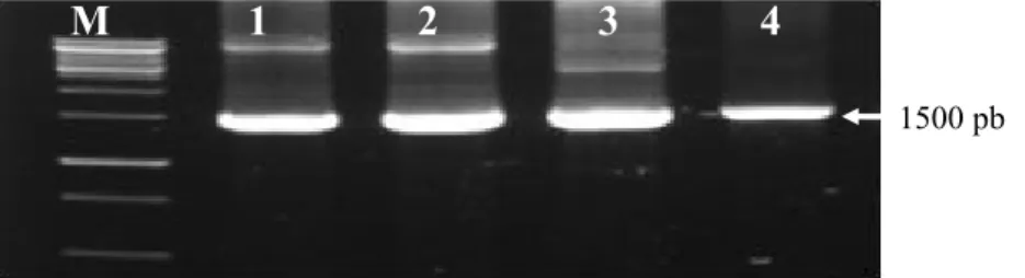 Gambar 1  Hasil amplifikasi DNA rizobakteria asal tanaman cabai menggunakan primer 27F  dan 1525R