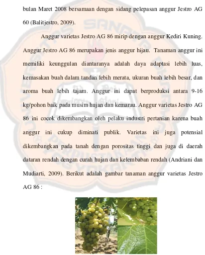 Gambar 2.1 Tanaman Anggur Varietas Jestro AG 86 