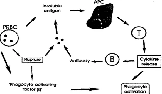 Gambar 2.2  Respon lmun terhadap rnalaria(Sumber  :  Hunt, et el., 1992.  Free  Radicals and Antioxidants in Malaria) 