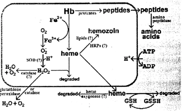 Gambar  2.5  Proses Degradasi Hemoglobir dan Stress Oksidatif pada Eritrosit yang  Terinfeksi Parasit (http :/!f.elsev1er.corr1Bebs/520/19/2I/grlI.gif.) 
