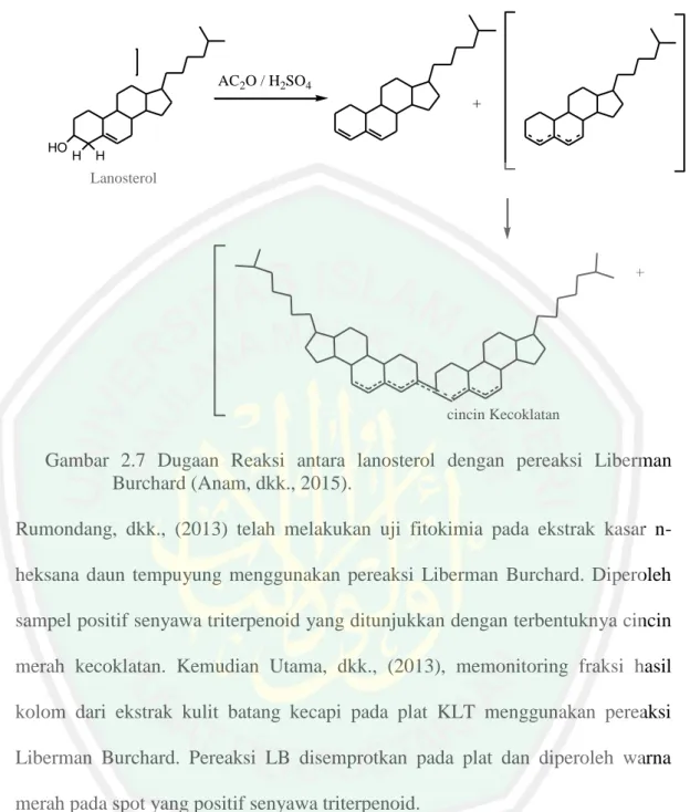 Gambar  2.7  Dugaan  Reaksi  antara  lanosterol  dengan  pereaksi  Liberman  Burchard (Anam, dkk., 2015)