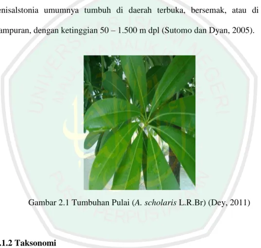Gambar 2.1 Tumbuhan Pulai (A. scholaris L.R.Br) (Dey, 2011) 
