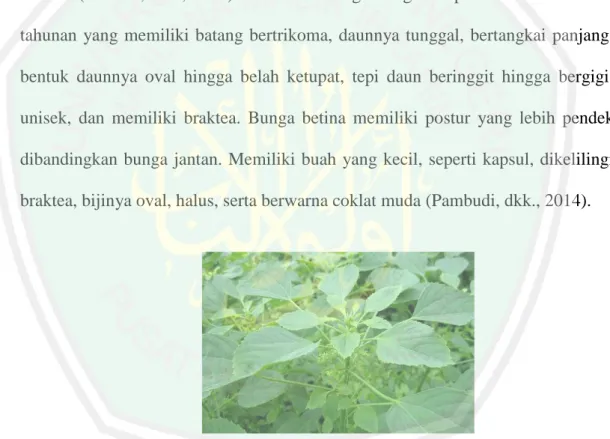 Gambar 2.1 Tanaman Anting-Anting (Acalypha indica L.) (Pambudi, dkk., 2014) 