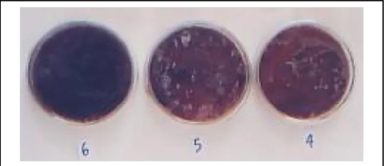 Gambar  7.  Uji  antimutagenesis  senyawa  isflavon  pada  konsentrasi 100 mg/L: (4) Genistein, (5) genistin  sintesis, dan (6) Genistin otentik