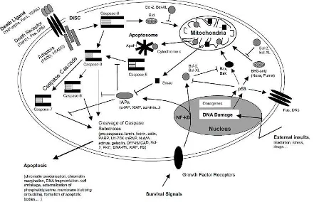 Gambar 2. Skema representasi dari beberapa jalur apoptosis.17