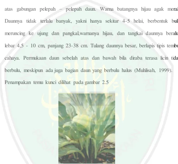 Gambar   2.5. Tanaman  temu  kunci  (sumber:  Tan Eng-Chong,  dkk. Boesenbergia  Rotunda:  From Ethnomedicine  to Drug  Discovery.) 