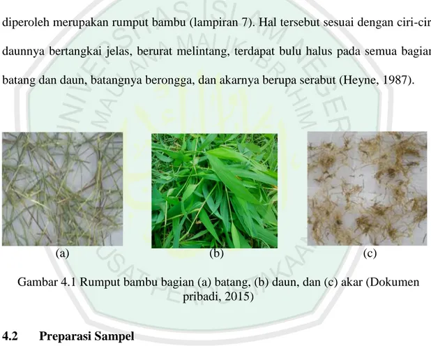 Gambar 4.1 Rumput bambu bagian (a) batang, (b) daun, dan (c) akar (Dokumen  pribadi, 2015) 