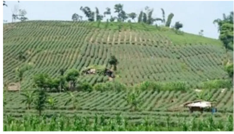 Gambar 1.2  Salah satu pertanian bawang merah terbesar  di Kabupaten Garut