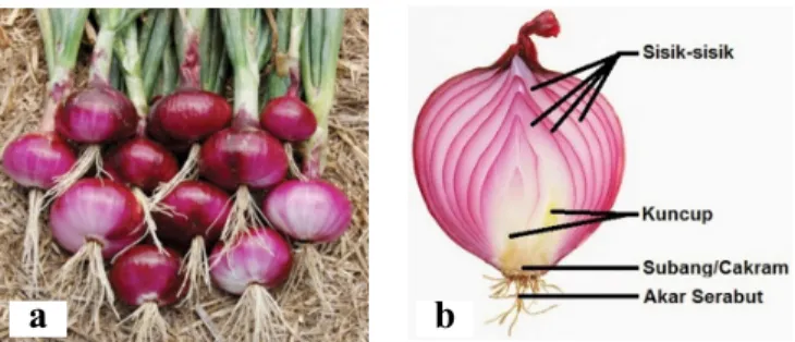 Gambar 2.1  Morfologi (a) tanaman bawang merah,  dan (b) bagian-bagiannya