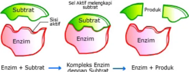 Gambar 2.4  Cara kerja enzim pada makhluk hidup Sumber: Andini (2010)