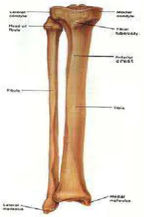Gambar  8 : Tulang tibia dan fibula. 24 
