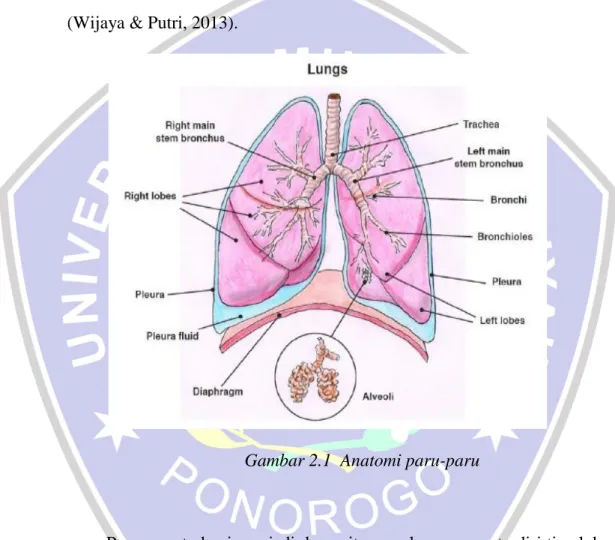 Gambar 2.1  Anatomi paru-paru 
