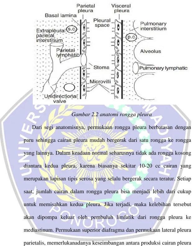 Gambar 2.2 anatomi rongga pleura 