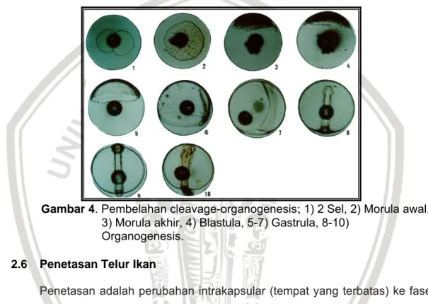 Gambar 4. Pembelahan cleavage-organogenesis ;  1) 2 Sel, 2) Morula awal,  3) Morula akhir, 4) Blastula, 5-7) Gastrula, 8-10) 