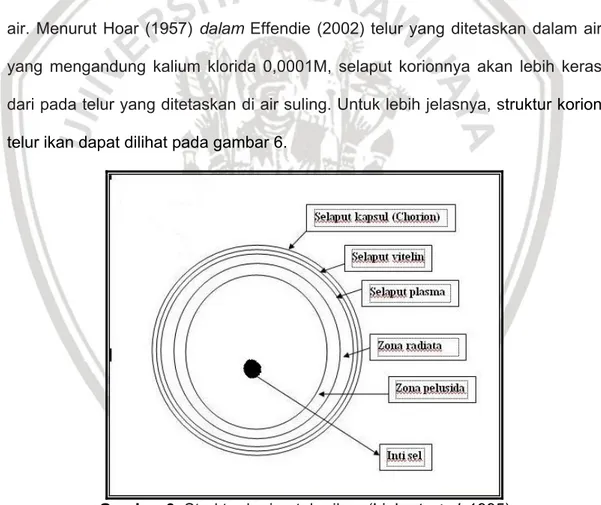 Gambar 6. Struktur korion telur ikan (Linhart et al, 1995)  2.8  Dekorionisasi 