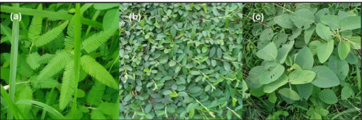 Gambar 1. Leguminosa herba lokal di Timor yang disukai ternak: (a) Aeschynomene americana, (b) Alysicarpus  vaginalis, dan (c) Desmodium sp