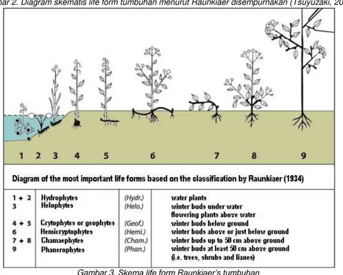 Gambar 3. Skema life form Raunkiaer’s tumbuhan  