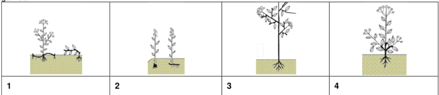 Tabel 2. Tes pemahaman bentuk hidup tumbuhan menurut Raunkiaer  