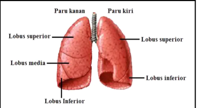 Gambar 2.4  Lobus pada paru-paru  Sumber: Anatomi dan Fisiologi untuk Pemula  Lapisan pleura yang membungkus paru-paru diantaranya: 