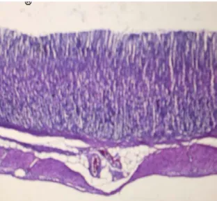 Gambar 1.  Gambaran mikroskopik lambung tikus  wistar yang hanya diberikan makanan berupa pelet  biasa selama 10 hari