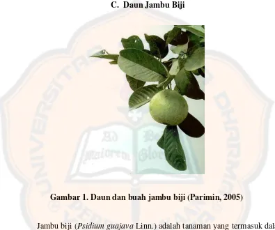 Gambar 1. Daun dan buah jambu biji (Parimin, 2005) 