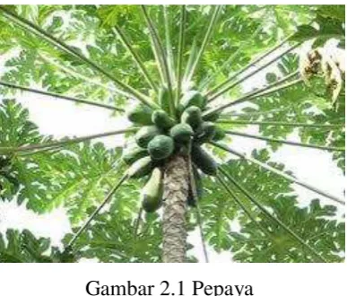 Gambar 2.1 Pepaya 