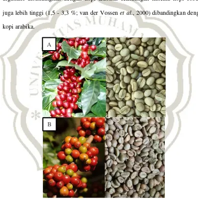 Gambar 2.2 (A) kopi arabika, (B) kopi robusta (Sumaryono,  2013). 