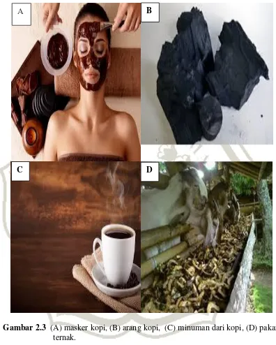 Gambar 2.3  (A) masker kopi, (B) arang kopi,  (C) minuman dari kopi, (D) pakan 
