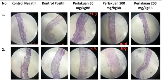 Gambar 3. Bentukan kulit tikus yang diradiasi sinar UV-C selama 168 jam setelah perlakuan  dua hari 