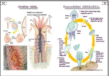 Gambar 9. Penambahan siklus reproduksi pada kingdom Animalia 