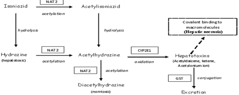 Gambar 2.4a. Alur metabolisme INH dan enzim – enzim utama yang terlibat didalam tanda kotak)(terdapat  (Teixeira et al., 2013)