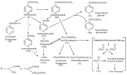 Gambar 2.4b. Alur metabolisme INH (Preziosi, 2007). 