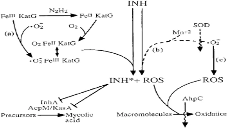 Gambar 2.5a. Inhibisi sintesis asam mikolat oleh isoniazid (INH) (Wright, 2012). 