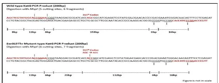 Gambar 2.7. Skema ilustrasi fragmen 200bp produk PCR gen terpanjang adalah 153bp. Pada mutan produk PCR gen KatGMsplKatG yang di amplifikasi dengan primer 