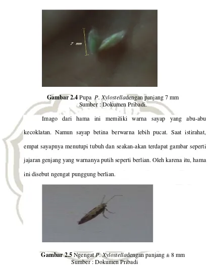 Gambar 2.5 Ngengat P. Xylostelladengan panjang ± 8 mm                Sumber : Dokumen Pribadi 