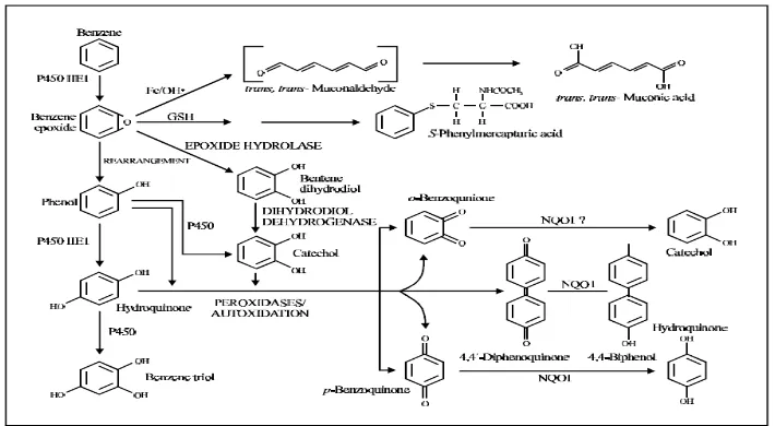 Gambar 2.1.5 menunjukkan mekanisme reaksi metabolisme benzena dalam tubuh. Sumber : Nebert et al