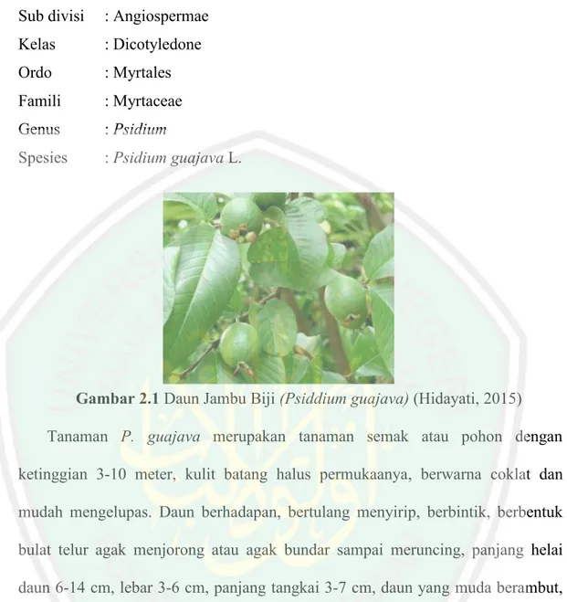 Gambar 2.1 Daun Jambu Biji (Psiddium guajava) (Hidayati, 2015) Tanaman P. guajava merupakan tanaman semak atau pohon dengan ketinggian 3-10 meter, kulit batang halus permukaanya, berwarna coklat dan mudah mengelupas