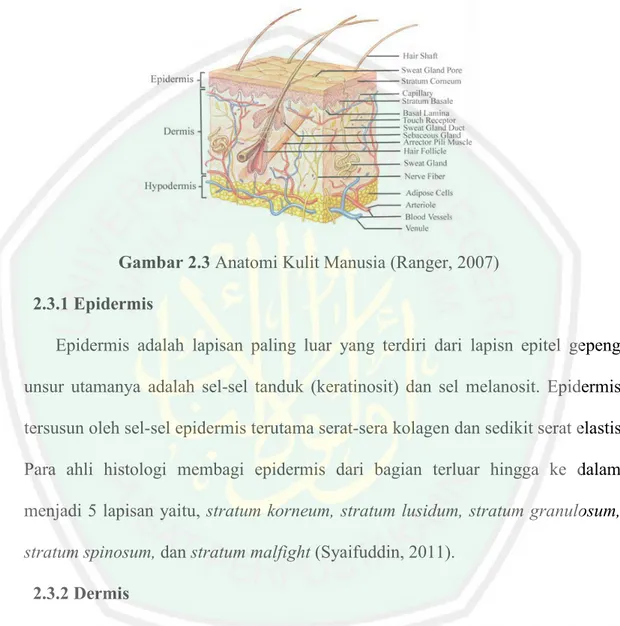 Gambar 2.3 Anatomi Kulit Manusia (Ranger, 2007) 2.3.1 Epidermis