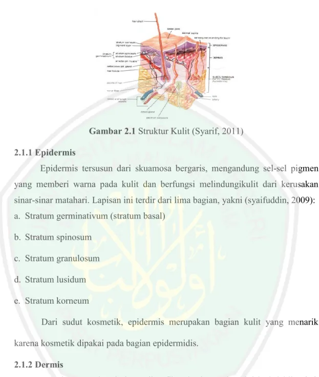 Gambar 2.1 Struktur Kulit (Syarif, 2011)  2.1.1 Epidermis 