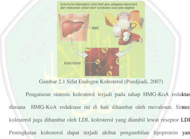 Gambar 2.1 Sifat Endogen Kolesterol (Poedjiadi, 2007) 