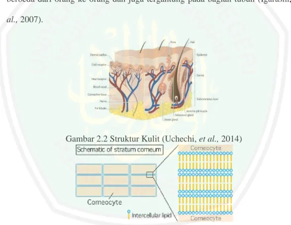 Gambar 2.2 Struktur Kulit (Uchechi, et al., 2014) 