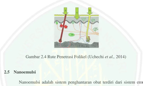 Gambar 2.4 Rute Penetrasi Folikel (Uchechi et al., 2014) 
