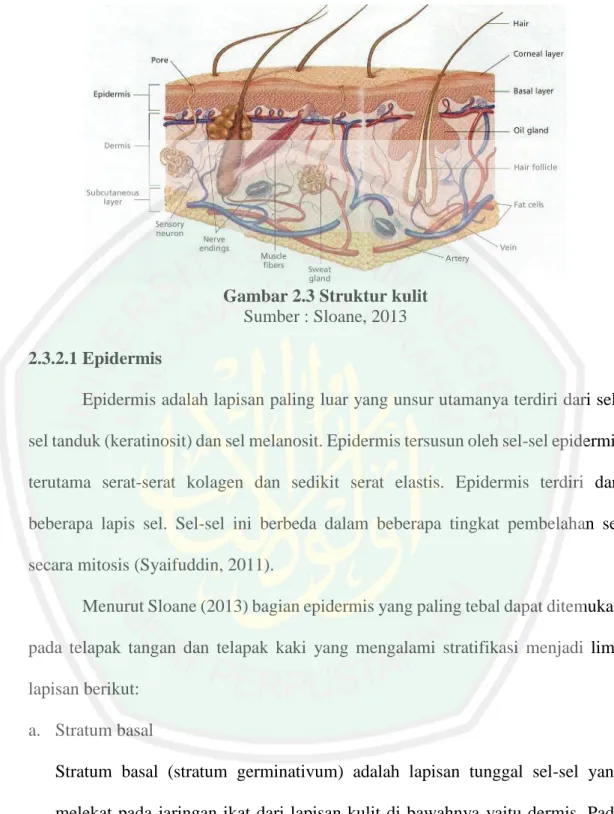 Gambar 2.3 Struktur kulit  Sumber : Sloane, 2013  2.3.2.1 Epidermis 